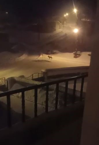 Sivas’ta Aç Kalan Kurtlar Köylere İndi: Gece Baskını Kamerada, Köylüler Tedirgin AW624044 01 | Gündem Sivas™ Haber