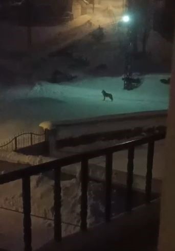 Sivas’ta Aç Kalan Kurtlar Köylere İndi: Gece Baskını Kamerada, Köylüler Tedirgin AW624044 02 | Gündem Sivas™ Haber