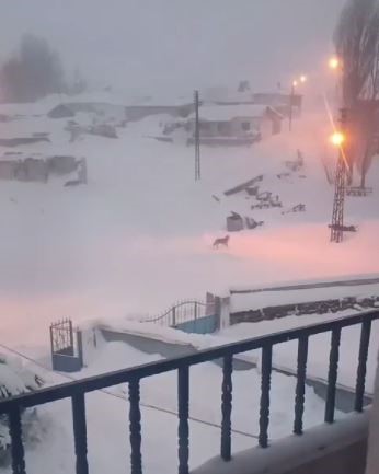 Sivas’ta Aç Kalan Kurtlar Köylere İndi: Gece Baskını Kamerada, Köylüler Tedirgin AW624044 03 | Gündem Sivas™ Haber