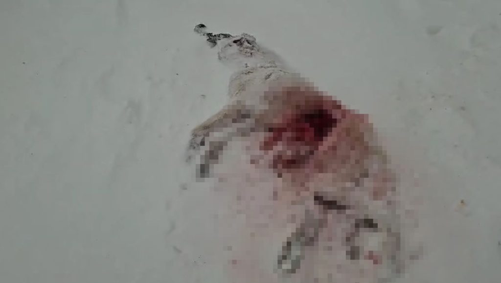 Sivas’ta Aç Kalan Kurtlar Köylere İndi: Gece Baskını Kamerada, Köylüler Tedirgin Sivas’ta Aç Kalan Kurtlar Köylere İndi: Gece Baskını Kamerada, Köylüler Tedirgin