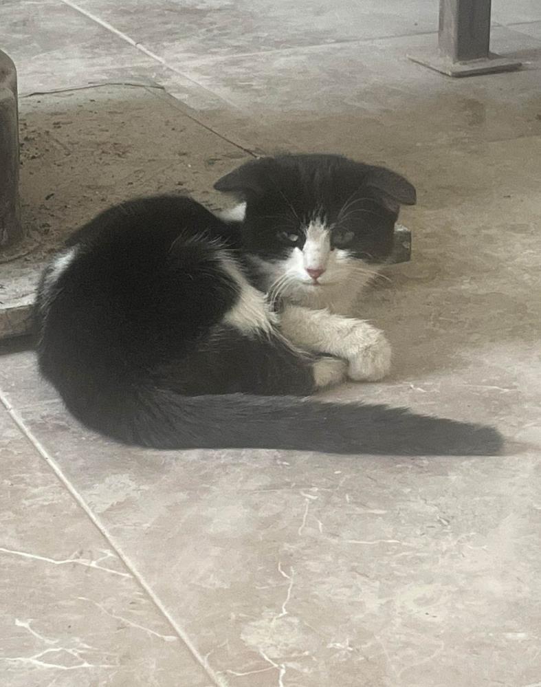 Sivas Ulaş’ta İnsanlık Dersi: Donmak Üzere Olan Yavru Kedi Son Anda Hayata Tutundu AW624940 03 | Gündem Sivas™ Haber