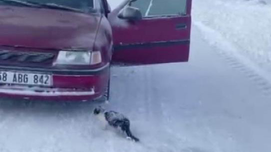 Sivas Ulaş’ta İnsanlık Dersi: Donmak Üzere Olan Yavru Kedi Son Anda Hayata Tutundu Sivas Ulaş’ta İnsanlık Dersi: Donmak Üzere Olan Yavru Kedi Son Anda Hayata Tutundu