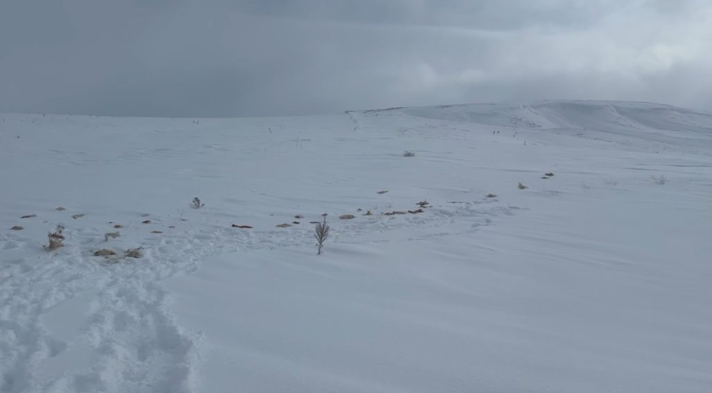 Sivas’ta Kurt Paniği: Köye İnen Yaban Hayvanları İçin Doğaya Yiyecek Bırakıldı AW624963 02 | Gündem Sivas™ Haber