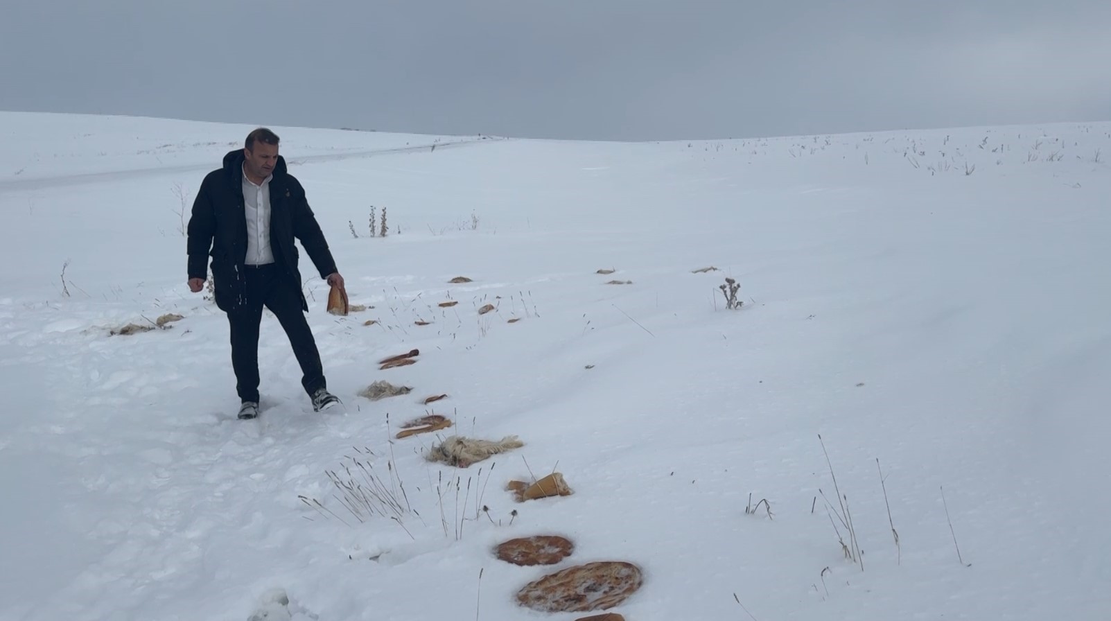 Sivas’ta Kurt Paniği: Köye İnen Yaban Hayvanları İçin Doğaya Yiyecek Bırakıldı