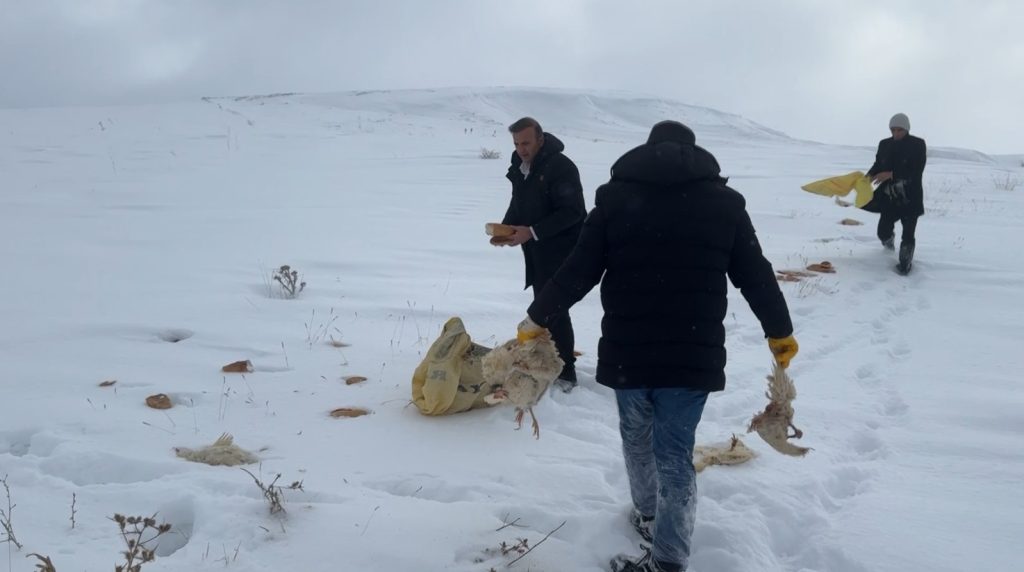 Sivas’ta Kurt Paniği: Köye İnen Yaban Hayvanları İçin Doğaya Yiyecek Bırakıldı AW624963 04 | Gündem Sivas™ Haber