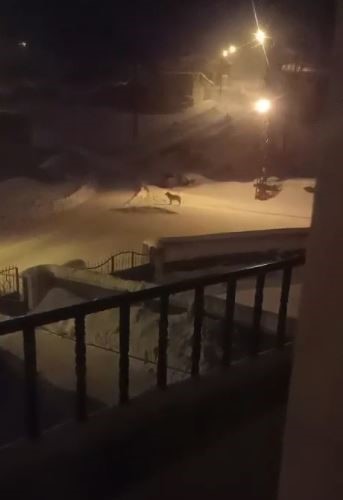 Sivas’ta Kurt Paniği: Köye İnen Yaban Hayvanları İçin Doğaya Yiyecek Bırakıldı AW624963 07 | Gündem Sivas™ Haber