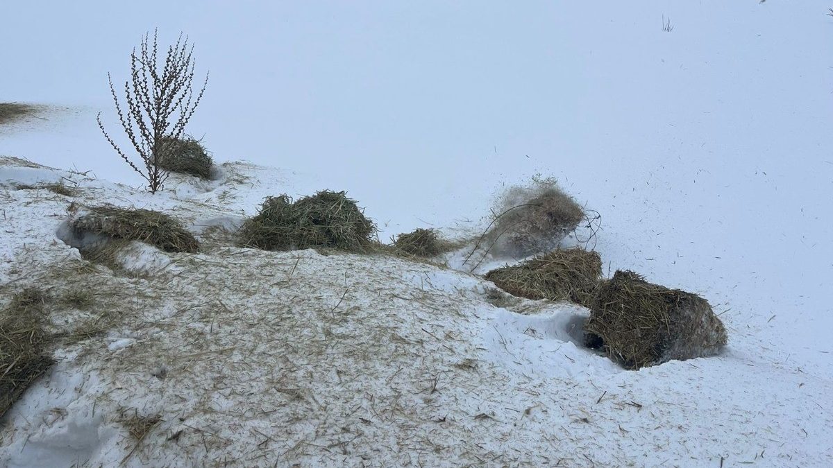 SCÜ’den Dondurucu Kışta Doğaya Umut: Yabani Hayvanlar İçin Kent Genelinde Yemleme Seferberliği AW625710 01 edited | Gündem Sivas™ Haber