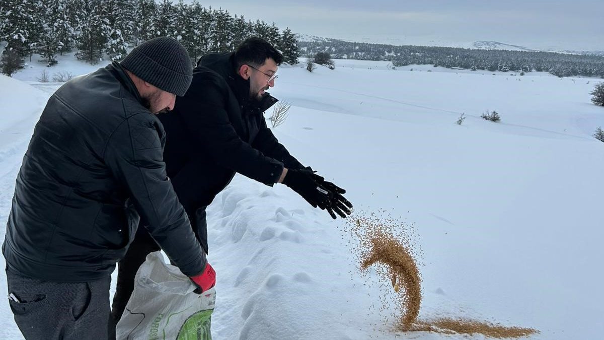 SCÜ’den Dondurucu Kışta Doğaya Umut: Yabani Hayvanlar İçin Kent Genelinde Yemleme Seferberliği AW625710 05 edited | Gündem Sivas™ Haber