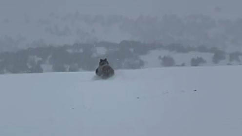 Sivas’ta Kış Ortasında Şaşırtan Görüntü: Kış Uykusuna Yatmayan Ayı Yolda Görüntülendi Sivas’ta Kış Ortasında Şaşırtan Görüntü: Kış Uykusuna Yatmayan Ayı Yolda Görüntülendi