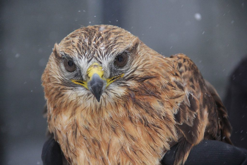 Zara’da Duyarlılık Örneği: Karlar Üzerinde Bitkin Halde Bulunan Kızıl Şahin Koruma Altına Alındı AW626587 01 | Gündem Sivas™ Haber