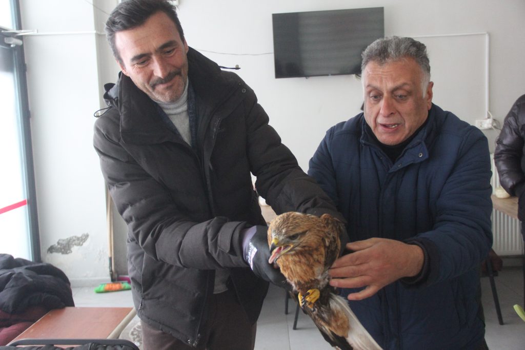 Zara’da Duyarlılık Örneği: Karlar Üzerinde Bitkin Halde Bulunan Kızıl Şahin Koruma Altına Alındı AW626587 02 | Gündem Sivas™ Haber