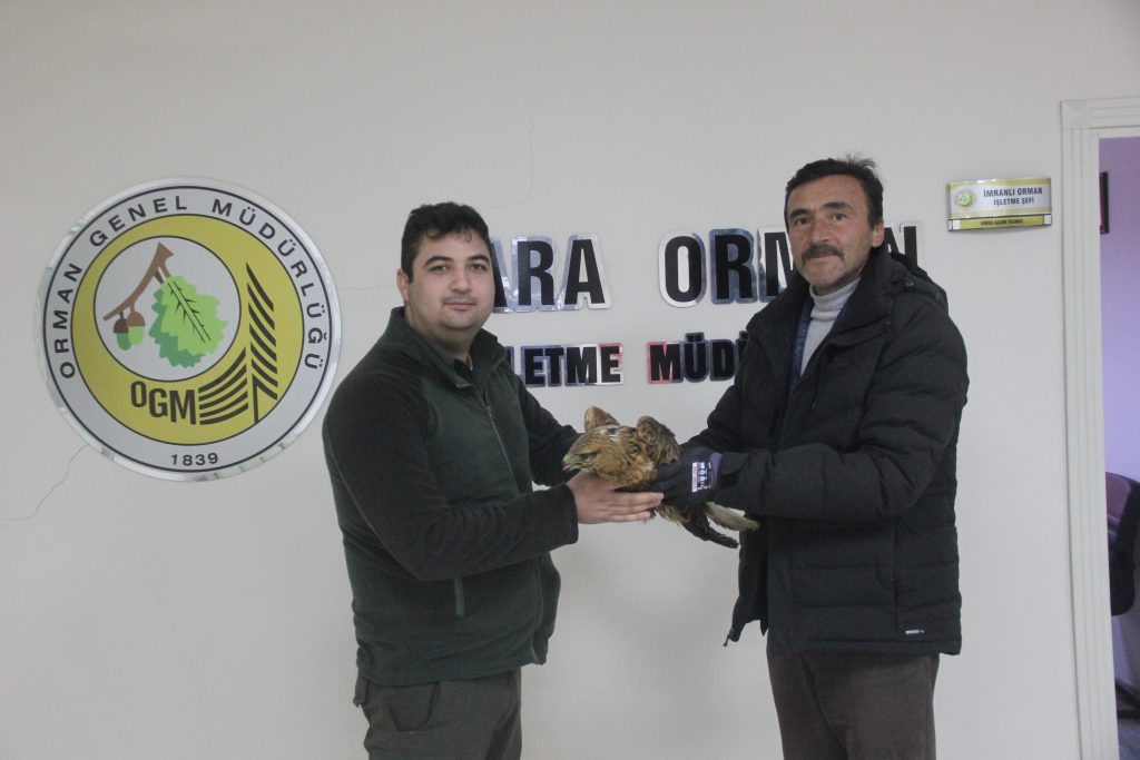 Zara’da Duyarlılık Örneği: Karlar Üzerinde Bitkin Halde Bulunan Kızıl Şahin Koruma Altına Alındı Zara’da Duyarlılık Örneği: Karlar Üzerinde Bitkin Halde Bulunan Kızıl Şahin Koruma Altına Alındı