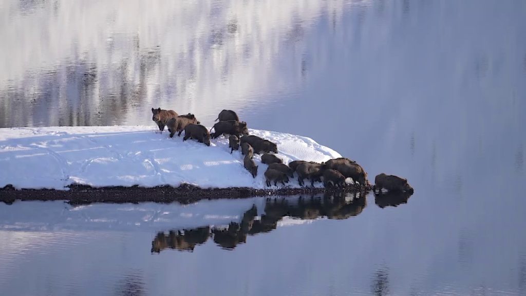 Eksi 20 Derecede Hayatta Kalma Mücadelesi: Sivas’ta Domuz Sürüsünün Buz Gibi Suda Nefes Kesen Yolculuğu AW628926 02 | Gündem Sivas™ Haber