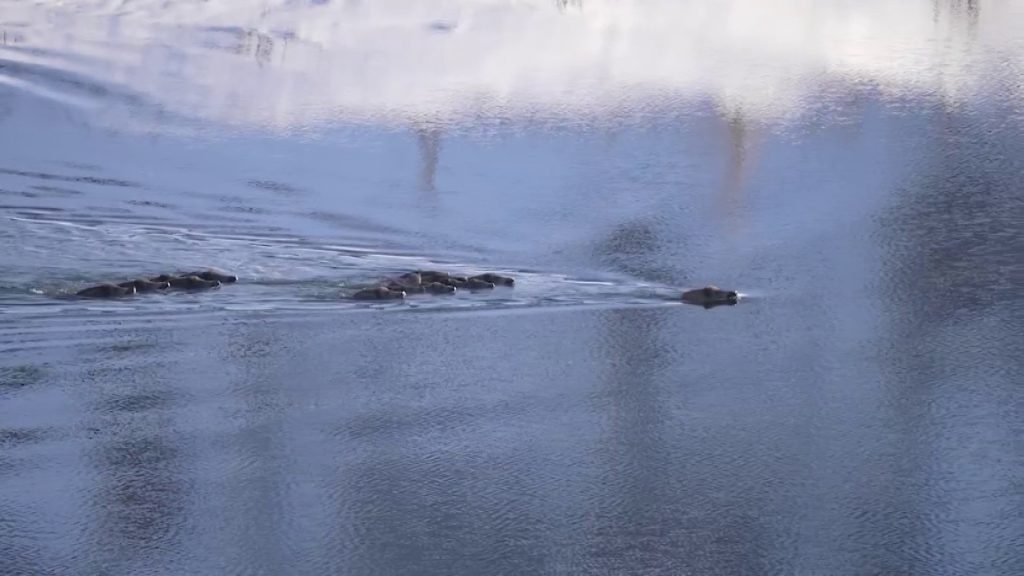 Eksi 20 Derecede Hayatta Kalma Mücadelesi: Sivas’ta Domuz Sürüsünün Buz Gibi Suda Nefes Kesen Yolculuğu AW628926 03 | Gündem Sivas™ Haber