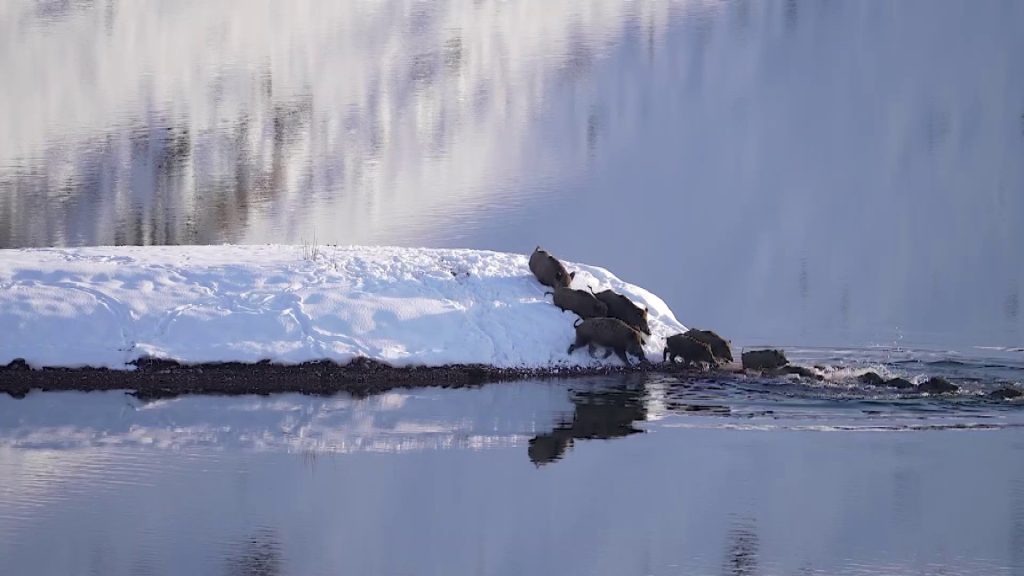 Eksi 20 Derecede Hayatta Kalma Mücadelesi: Sivas’ta Domuz Sürüsünün Buz Gibi Suda Nefes Kesen Yolculuğu AW628926 04 | Gündem Sivas™ Haber