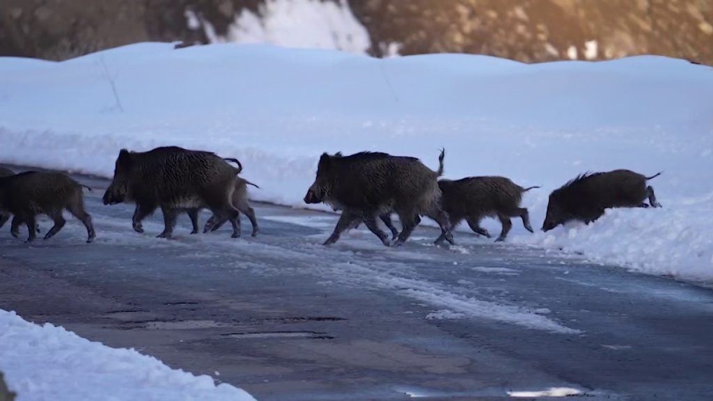 Eksi 20 Derecede Hayatta Kalma Mücadelesi: Sivas’ta Domuz Sürüsünün Buz Gibi Suda Nefes Kesen Yolculuğu AW628926 05 | Gündem Sivas™ Haber