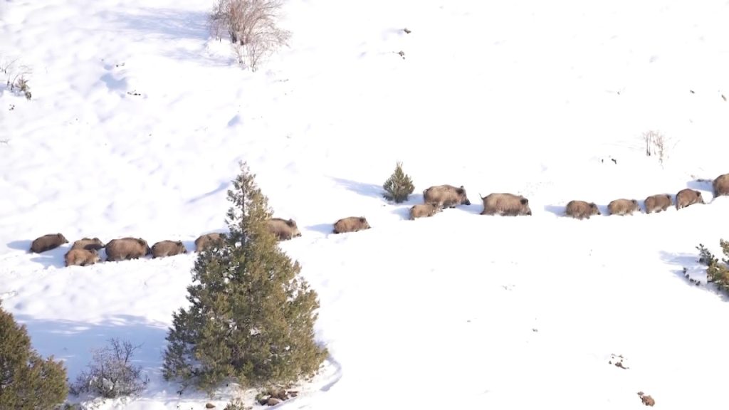 Eksi 20 Derecede Hayatta Kalma Mücadelesi: Sivas’ta Domuz Sürüsünün Buz Gibi Suda Nefes Kesen Yolculuğu Eksi 20 Derecede Hayatta Kalma Mücadelesi: Sivas’ta Domuz Sürüsünün Buz Gibi Suda Nefes Kesen Yolculuğu