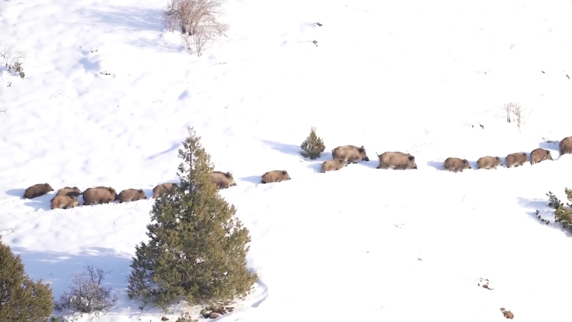 Eksi 20 Derecede Hayatta Kalma Mücadelesi: Sivas’ta Domuz Sürüsünün Buz Gibi Suda Nefes Kesen Yolculuğu