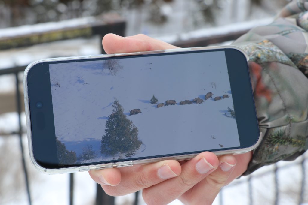 Eksi 20 Derecede Hayatta Kalma Mücadelesi: Sivas’ta Domuz Sürüsünün Buz Gibi Suda Nefes Kesen Yolculuğu AW628926 07 | Gündem Sivas™ Haber