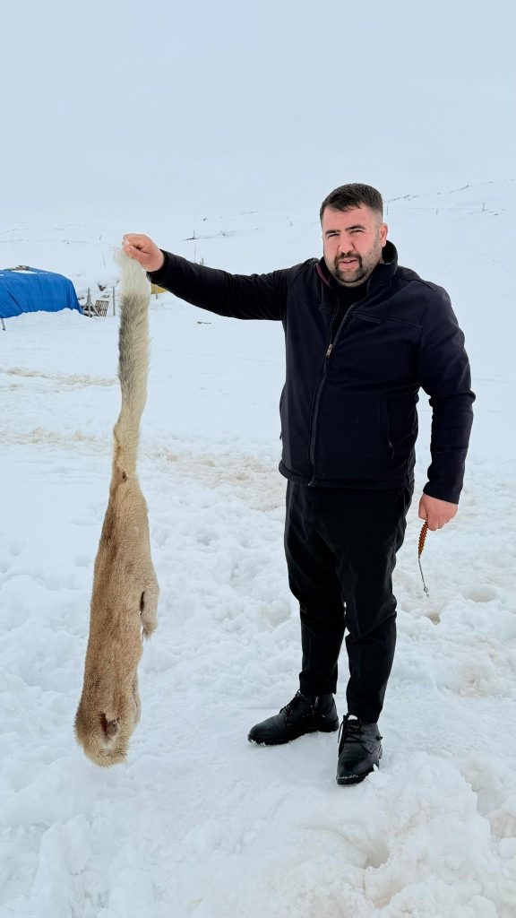 Sivas’ta Aç Kalan Kurtlar Yerleşime İndi: Çiftlik Köpeği 6 Kurtun Saldırısında Telef Oldu AW630271 01 1 | Gündem Sivas™ Haber