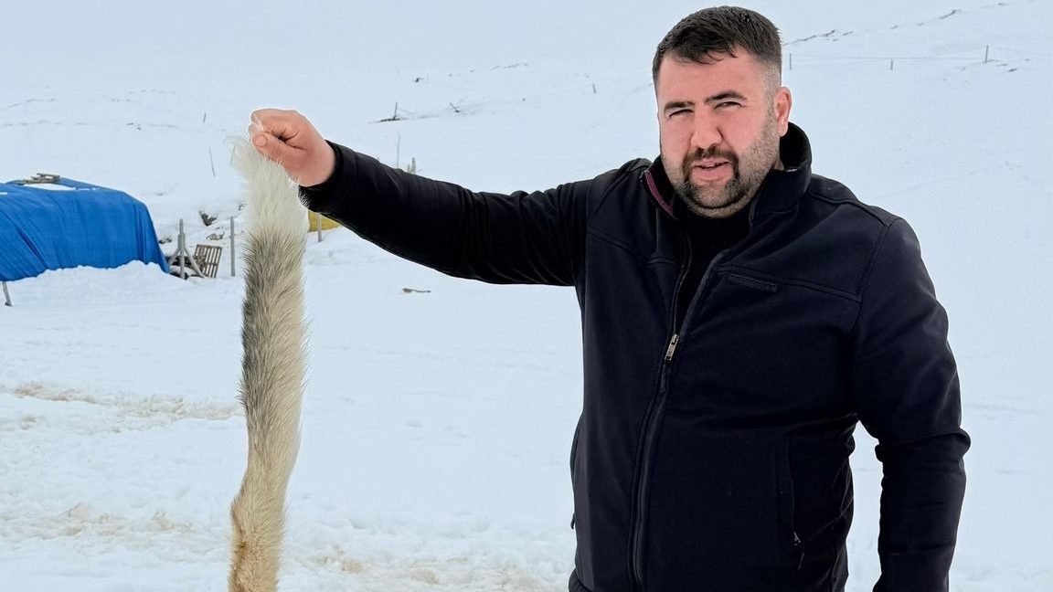 Sivas’ta Aç Kalan Kurtlar Yerleşime İndi: Çiftlik Köpeği 6 Kurtun Saldırısında Telef Oldu AW630271 01 edited | Gündem Sivas™ Haber