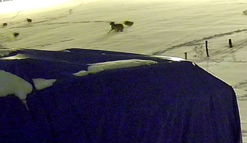 Sivas’ta Aç Kalan Kurtlar Yerleşime İndi: Çiftlik Köpeği 6 Kurtun Saldırısında Telef Oldu Sivas’ta Aç Kalan Kurtlar Yerleşime İndi: Çiftlik Köpeği 6 Kurtun Saldırısında Telef Oldu