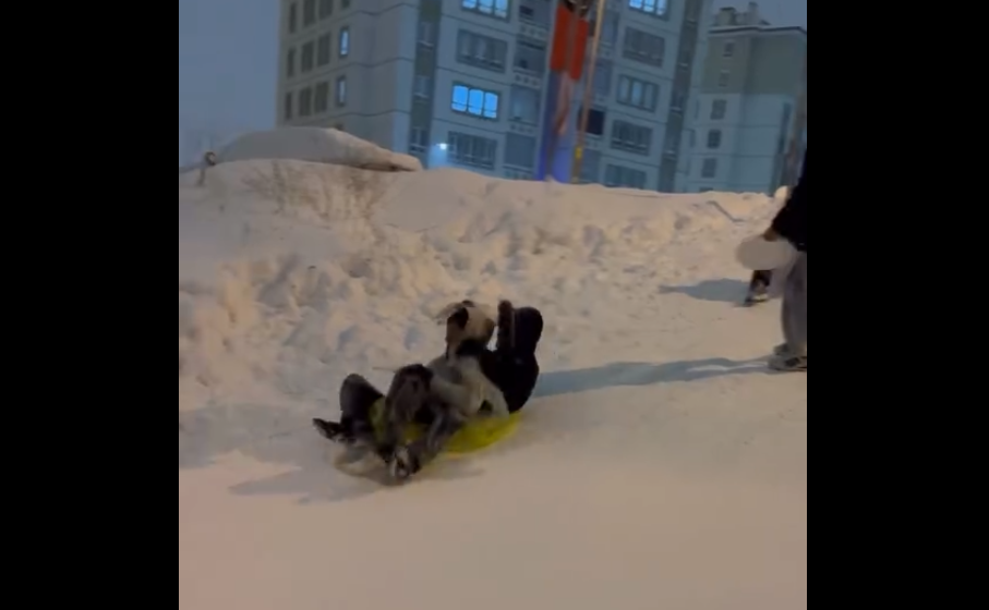 Sivas’ta İki Günlük Kar Yağışı Sonrası Sokaklar Kayak Pistine Döndü: Çocukların Neşesi Kameralara Yansıdı Kayak 1 | Gündem Sivas™ Haber