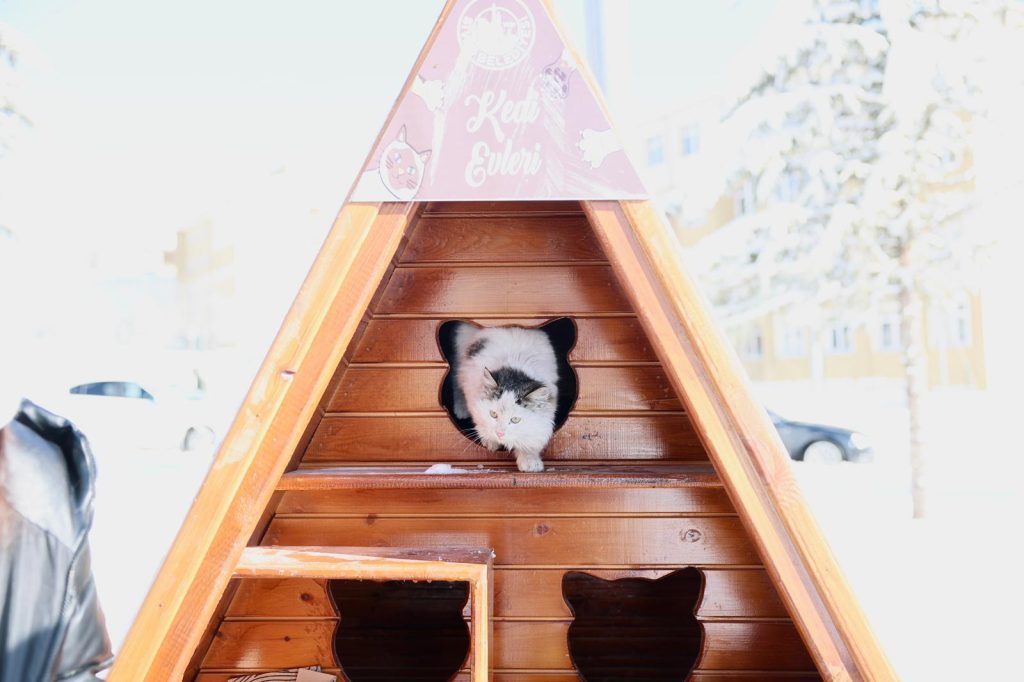 Sivas’ta Kışa Karşı Örnek Dayanışma: Belediye, Sokak Kedileri İçin Seferber Oldu Kediler 1 | Gündem Sivas™ Haber