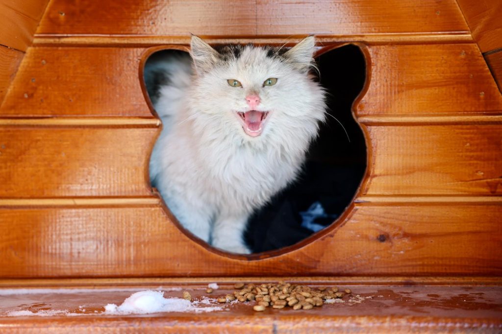 Sivas’ta Kışa Karşı Örnek Dayanışma: Belediye, Sokak Kedileri İçin Seferber Oldu Kediler 2 | Gündem Sivas™ Haber