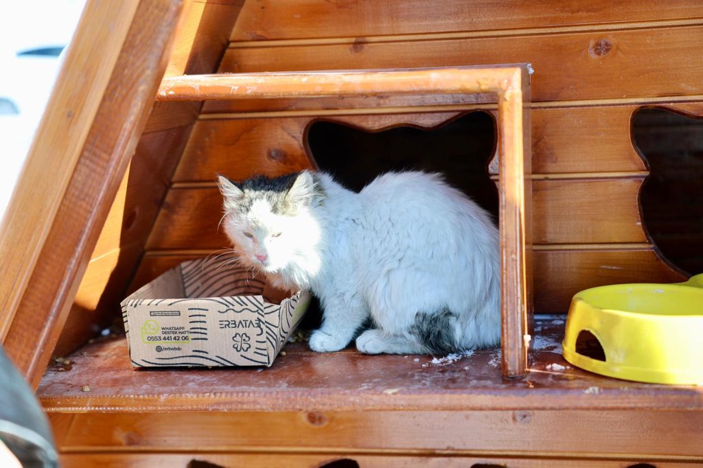 Sivas’ta Kışa Karşı Örnek Dayanışma: Belediye, Sokak Kedileri İçin Seferber Oldu Kediler 3 | Gündem Sivas™ Haber