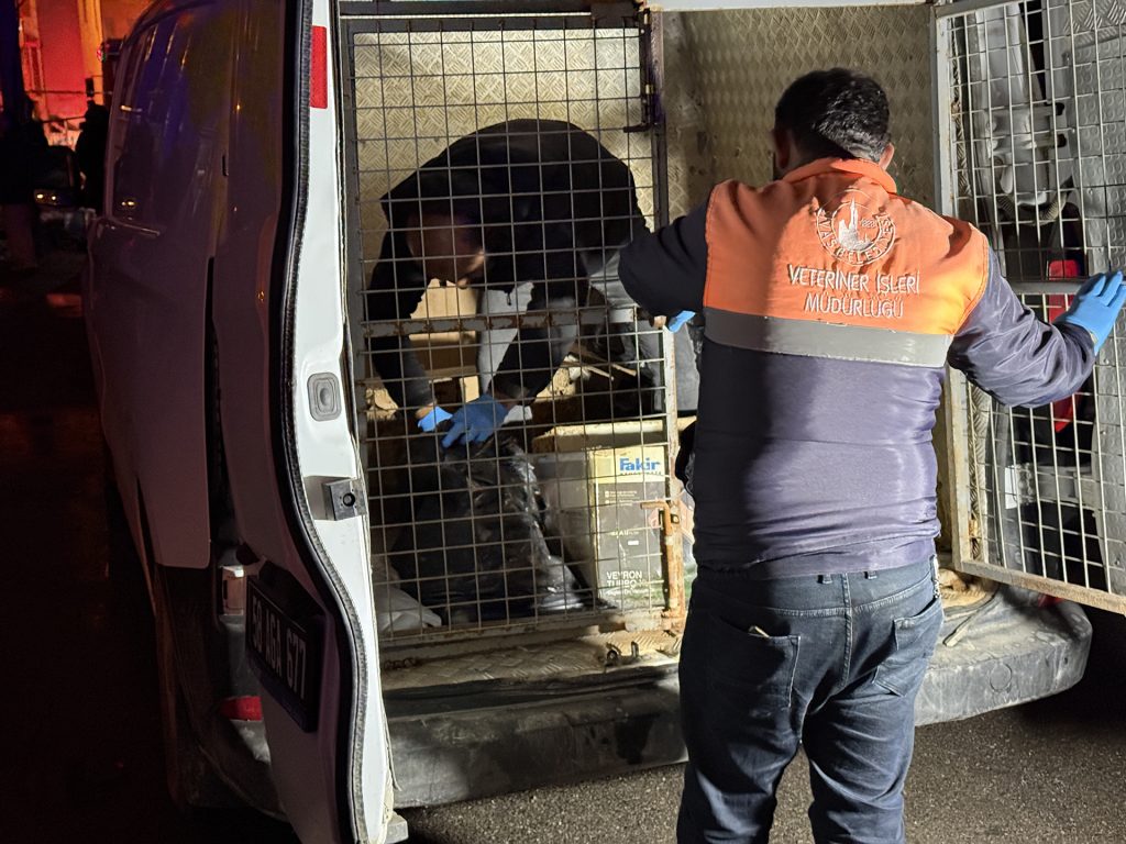 Sivas’ta Yürek Yakan Yangın: İki Katlı Evde 26 Kedi Hayatını Kaybetti, 10’u Kurtarıldı AW632647 02 | Gündem Sivas™ Haber