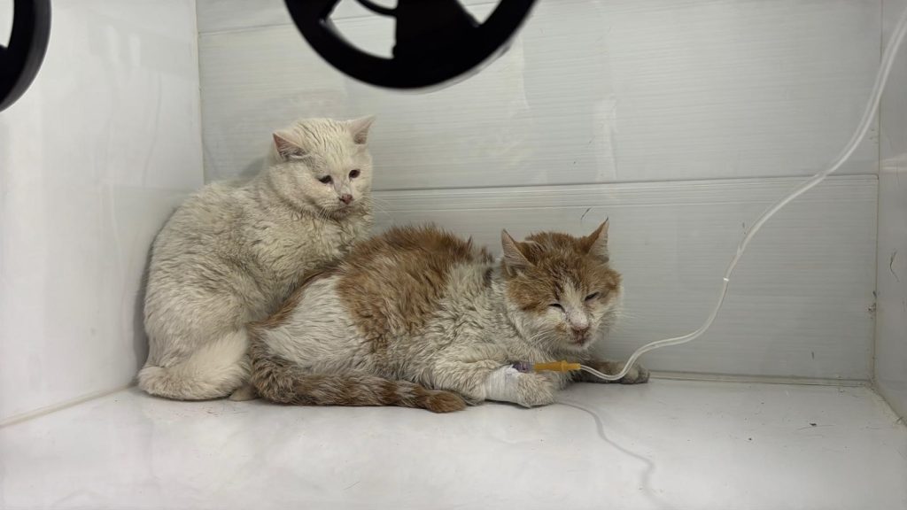 Sivas’ta Yürek Yakan Yangın: İki Katlı Evde 26 Kedi Hayatını Kaybetti, 10’u Kurtarıldı AW632647 05 | Gündem Sivas™ Haber