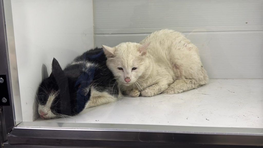 Sivas’ta Yürek Yakan Yangın: İki Katlı Evde 26 Kedi Hayatını Kaybetti, 10’u Kurtarıldı AW632647 07 | Gündem Sivas™ Haber