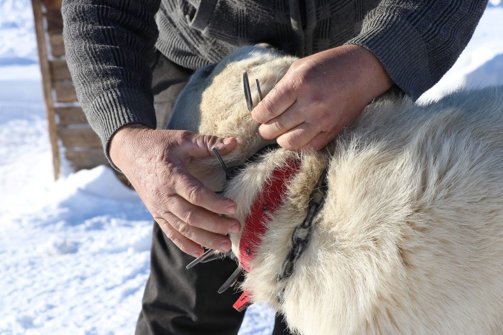 Gürün Çengeli: Sivas’tan Anadolu’ya Uzanan Sessiz Kahraman, Çoban Köpeklerini Kurtlara Karşı Nasıl Koruyor? Gürün Çengeli: Sivas’tan Anadolu’ya Uzanan Sessiz Kahraman, Çoban Köpeklerini Kurtlara Karşı Nasıl Koruyor?
