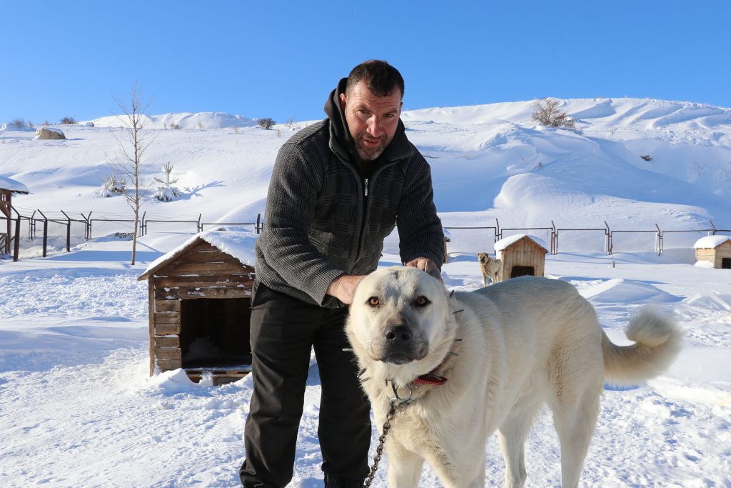 Gürün Çengeli: Sivas’tan Anadolu’ya Uzanan Sessiz Kahraman, Çoban Köpeklerini Kurtlara Karşı Nasıl Koruyor? AW632862 02 | Gündem Sivas™ Haber