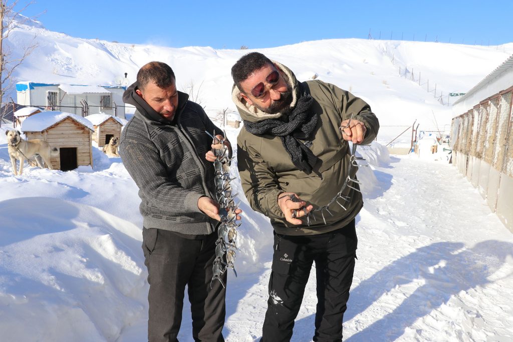 Gürün Çengeli: Sivas’tan Anadolu’ya Uzanan Sessiz Kahraman, Çoban Köpeklerini Kurtlara Karşı Nasıl Koruyor? AW632862 03 | Gündem Sivas™ Haber