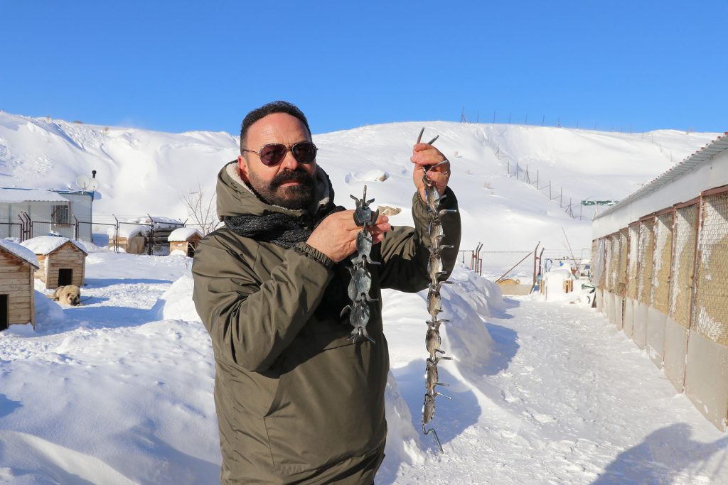 Gürün Çengeli: Sivas’tan Anadolu’ya Uzanan Sessiz Kahraman, Çoban Köpeklerini Kurtlara Karşı Nasıl Koruyor? AW632862 05 | Gündem Sivas™ Haber