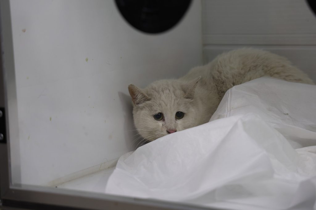 Sivas’taki Yangında 26 Kedi Hayatını Kaybetti: Dumandan Etkilenen 11 Kedi Gönüllü Veterinerlerin Yoğun Bakımında AW635128 03 | Gündem Sivas™ Haber