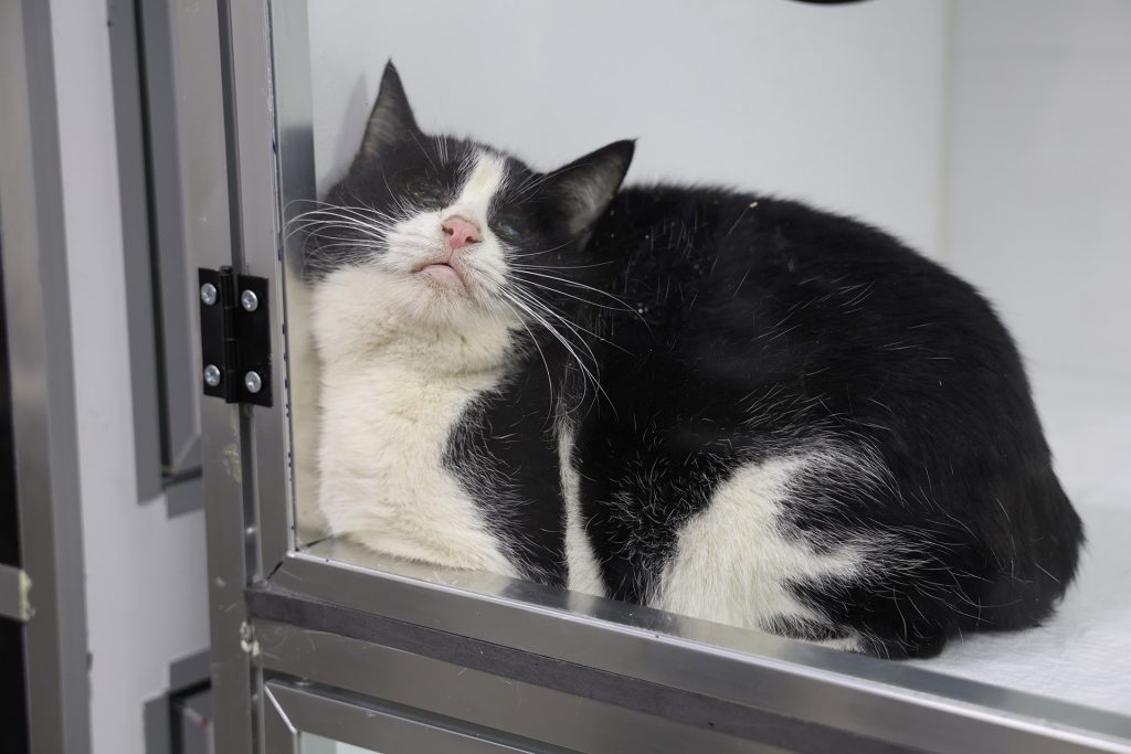 Sivas’taki Yangında 26 Kedi Hayatını Kaybetti: Dumandan Etkilenen 11 Kedi Gönüllü Veterinerlerin Yoğun Bakımında AW635128 04 | Gündem Sivas™ Haber