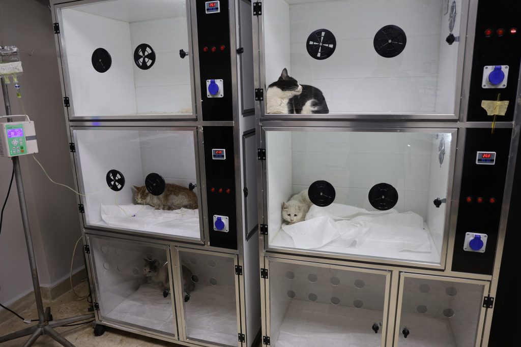 Sivas’taki Yangında 26 Kedi Hayatını Kaybetti: Dumandan Etkilenen 11 Kedi Gönüllü Veterinerlerin Yoğun Bakımında AW635128 05 | Gündem Sivas™ Haber