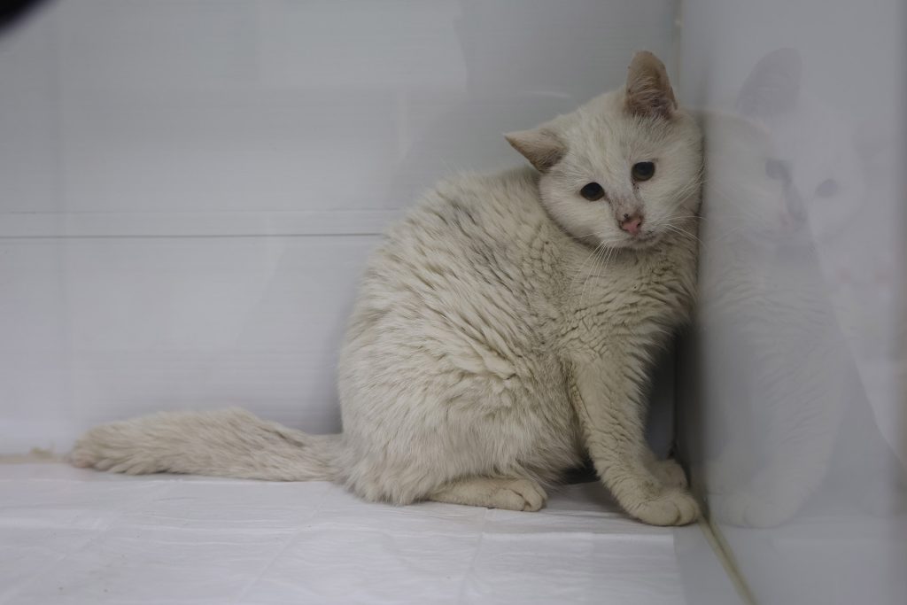 Sivas’taki Yangında 26 Kedi Hayatını Kaybetti: Dumandan Etkilenen 11 Kedi Gönüllü Veterinerlerin Yoğun Bakımında AW635128 07 | Gündem Sivas™ Haber