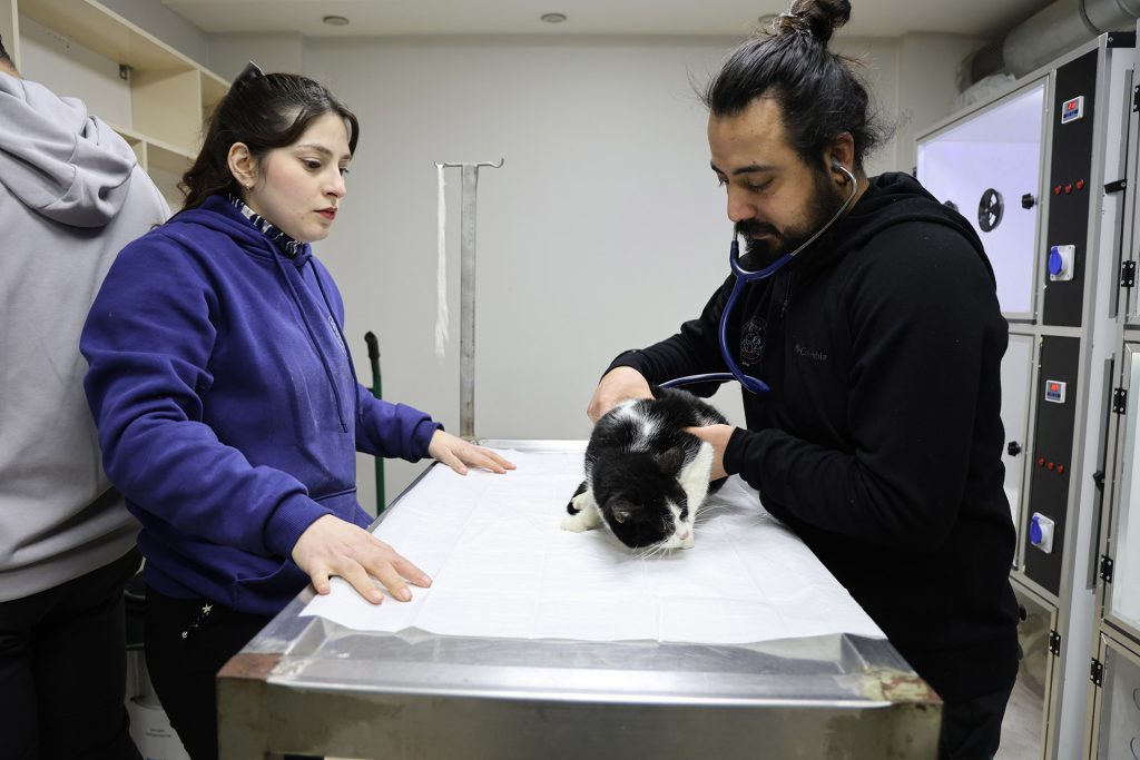 Sivas’taki Yangında 26 Kedi Hayatını Kaybetti: Dumandan Etkilenen 11 Kedi Gönüllü Veterinerlerin Yoğun Bakımında Sivas’taki Yangında 26 Kedi Hayatını Kaybetti: Dumandan Etkilenen 11 Kedi Gönüllü Veterinerlerin Yoğun Bakımında