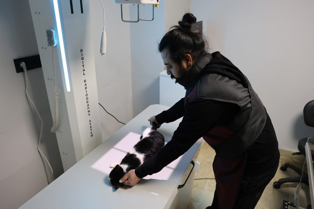 Sivas’taki Yangında 26 Kedi Hayatını Kaybetti: Dumandan Etkilenen 11 Kedi Gönüllü Veterinerlerin Yoğun Bakımında AW635128 09 | Gündem Sivas™ Haber