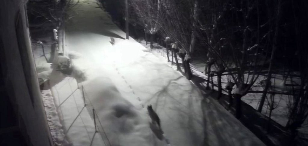 Sert Kış Kurtları Şehre İndirdi: Sivas Gürün’de Mahalle Aralarında Dolaşan Kurtlar Kamerada AW635161 01 | Gündem Sivas™ Haber