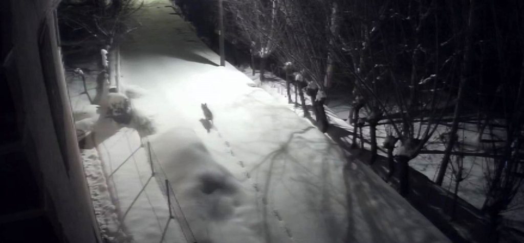 Sert Kış Kurtları Şehre İndirdi: Sivas Gürün’de Mahalle Aralarında Dolaşan Kurtlar Kamerada Sert Kış Kurtları Şehre İndirdi: Sivas Gürün’de Mahalle Aralarında Dolaşan Kurtlar Kamerada