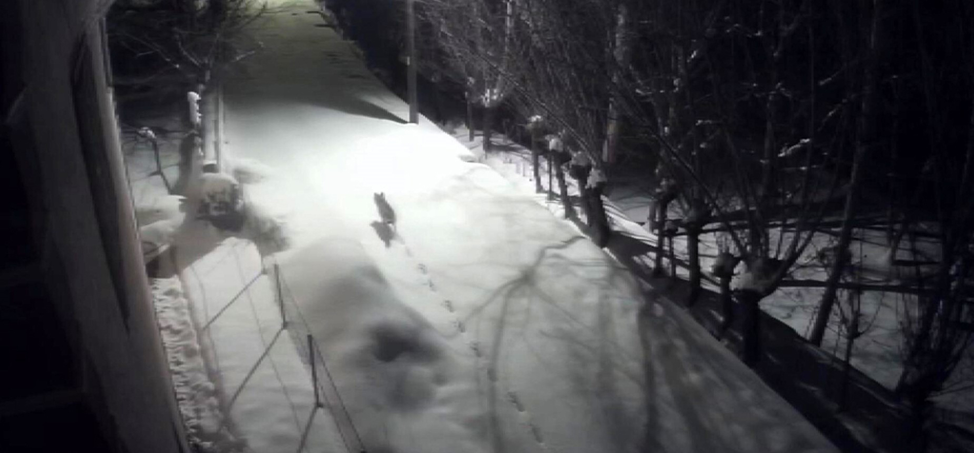 Sert Kış Kurtları Şehre İndirdi: Sivas Gürün’de Mahalle Aralarında Dolaşan Kurtlar Kamerada