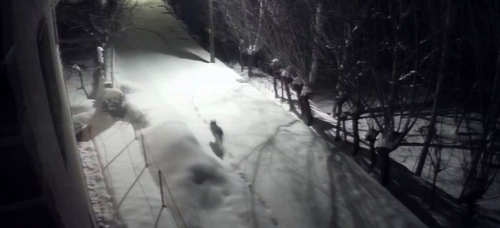 Sert Kış Kurtları Şehre İndirdi: Sivas Gürün’de Mahalle Aralarında Dolaşan Kurtlar Kamerada AW635161 03 | Gündem Sivas™ Haber