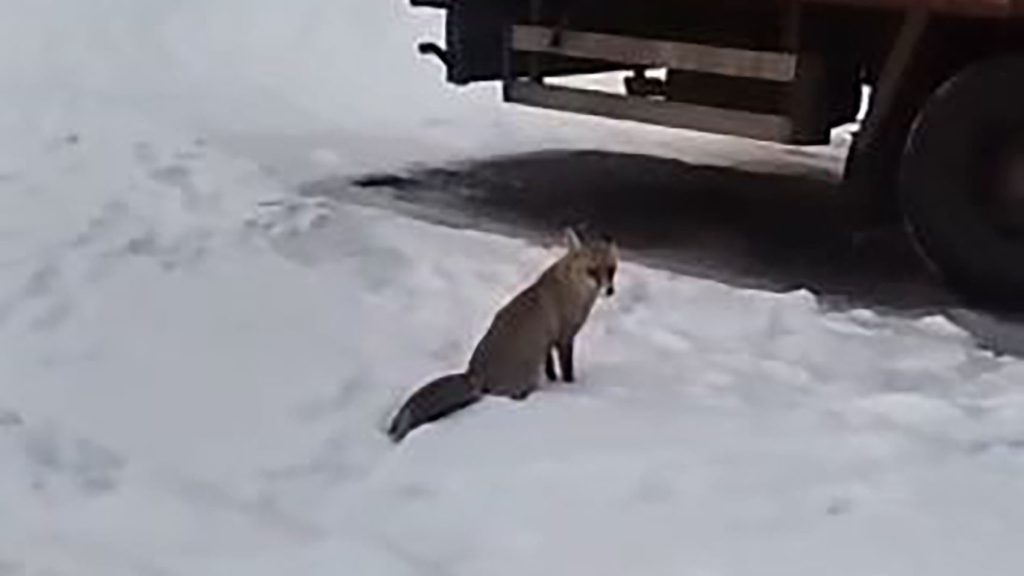 Sivas’ta Sert Kış Alarmı: Aç Kalan Yabani Hayvanlar Yerleşim Alanlarına İndi AW636045 02 | Gündem Sivas™ Haber