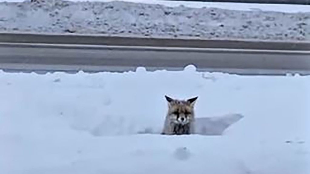 Sivas’ta Sert Kış Alarmı: Aç Kalan Yabani Hayvanlar Yerleşim Alanlarına İndi AW636045 03 | Gündem Sivas™ Haber