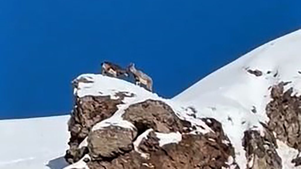 Sivas’ta Sert Kış Alarmı: Aç Kalan Yabani Hayvanlar Yerleşim Alanlarına İndi AW636045 04 | Gündem Sivas™ Haber